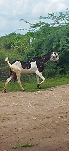 All Breed Goats Available — photo 3