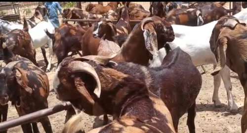 Sirohi Goat