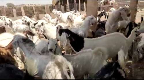 Sojat Goat — photo 4