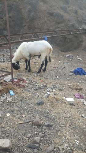 Sheep (bhed)