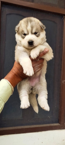 Husky Puppy — photo 3