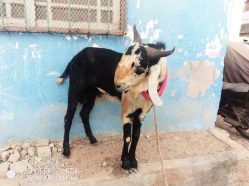 Panjabi Goat — photo 2