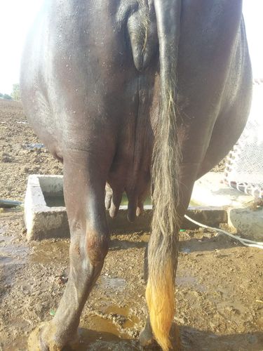 Pregnent Buffalo — photo 6