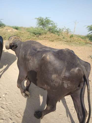 Chafri Buffalo — photo 2