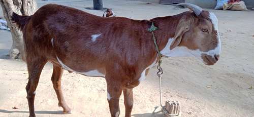 Barbari male goat — photo 6