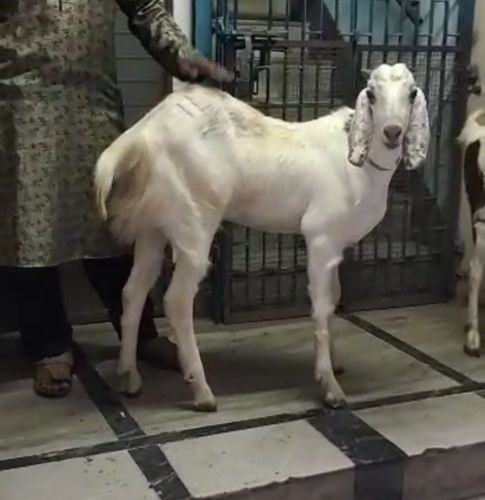 Kassi Jodi goat — photo 3