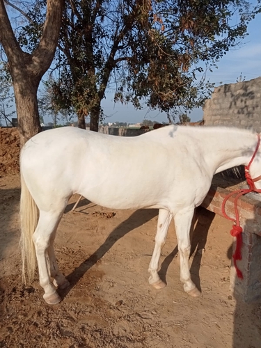 Marwari Horse — photo 2