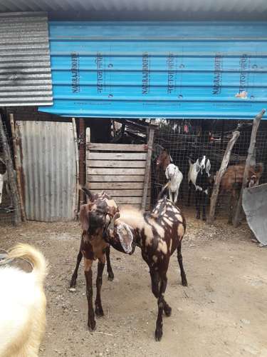Desi Goat  — photo 6