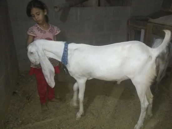 Gulabi — photo 4