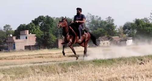 Pure Sindhi Horse