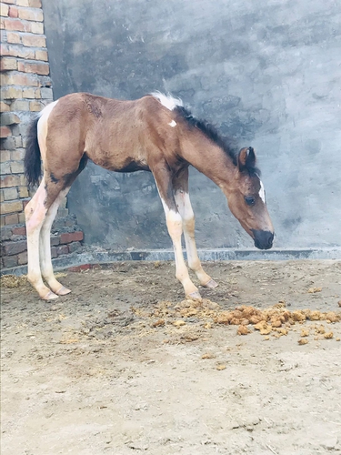 Marwadi Ablakh  Horse — photo 4