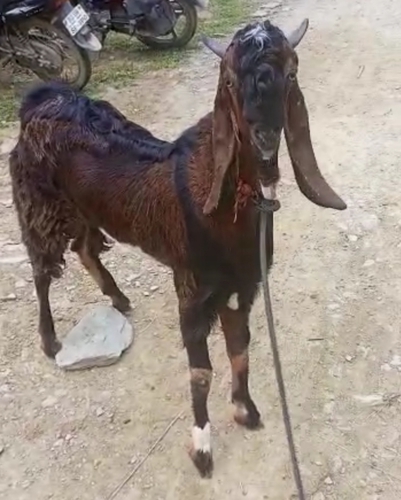 Goat — photo 5