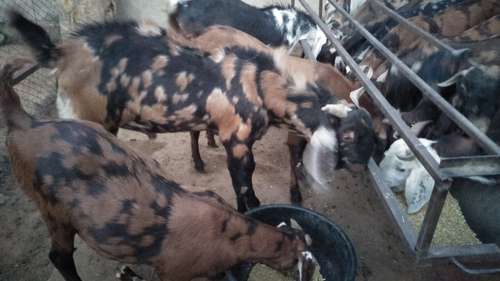 Sirohi Goat — photo 2