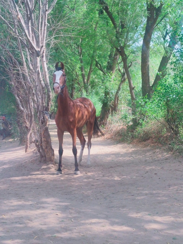 Marwari Mare — photo 2