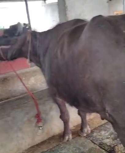 Male calf Buffalo — photo 3