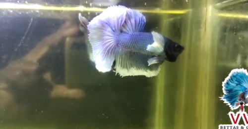Ohm dumbo ear Fish — photo 2
