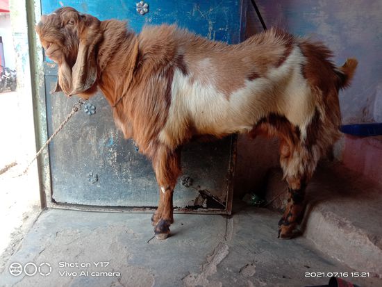 Bakra sel — photo 6