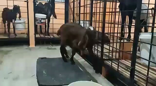 Hyderabadi male goat