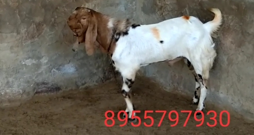 Sojat Goat — photo 3