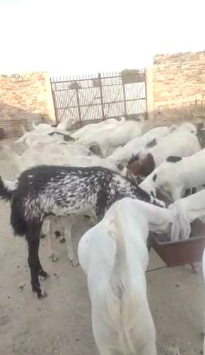 Sojat Goat — photo 3
