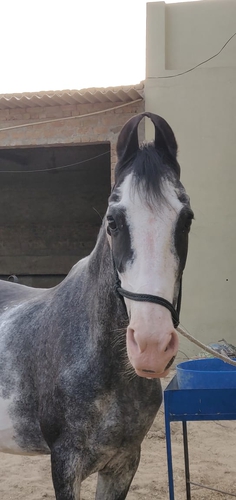 Chambi Horse — photo 2