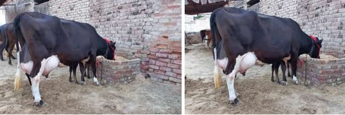 Jarsi cow — photo 2