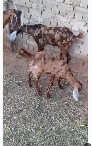 Sirohi female goat 4 piece