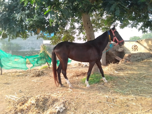 Horse