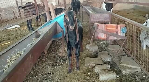 Kota goats