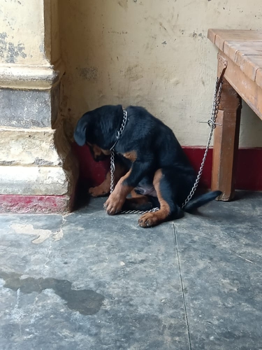 Rottweiler Puppy — photo 4