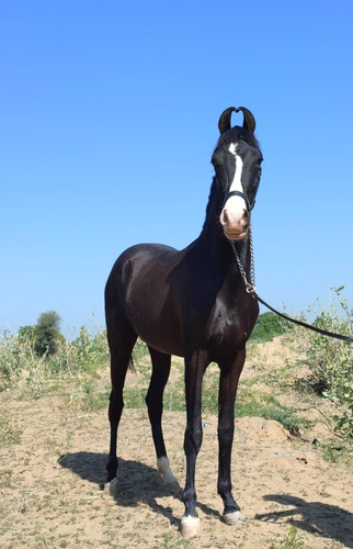 Marwari Horse — photo 2