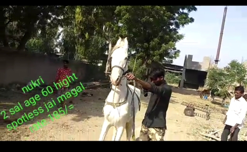 Nukri horse — photo 3