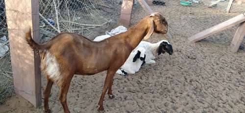 70 sirohi goat available — photo 2