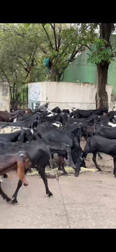 Bital goat — photo 2