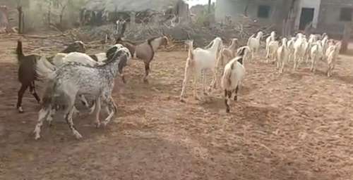 Sojat Goat — photo 2