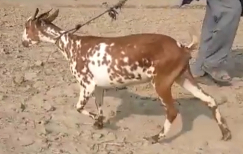Barbari Goat