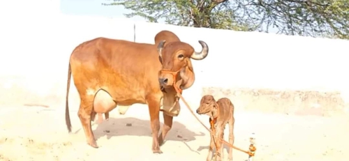 Cow — Gir Cow, Jaipur, Rajasthan