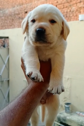 Lab gsd pomeriyan Puppies — photo 3