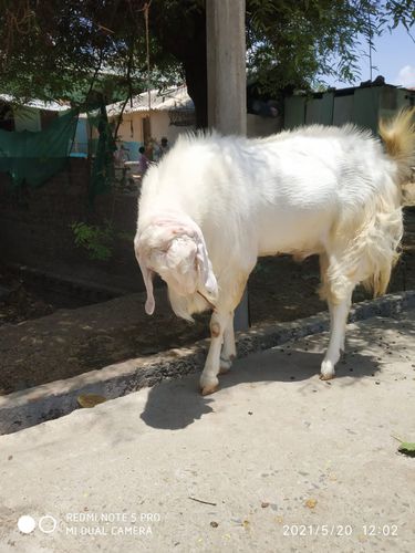 Malwa Male Goat — photo 3