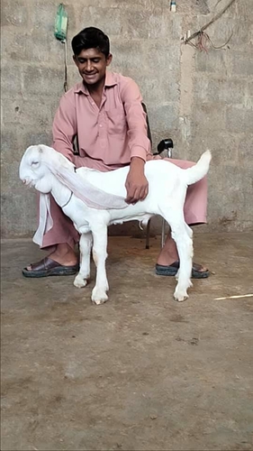 Gulabi goat