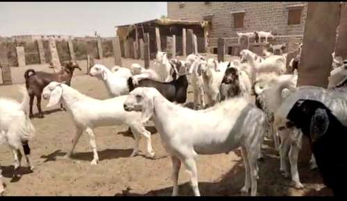 Sojat Goat — photo 2