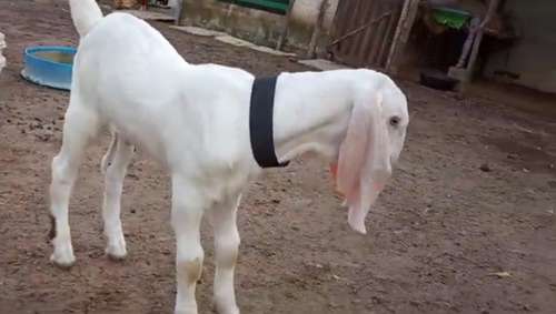 Goats all breed available — photo 4