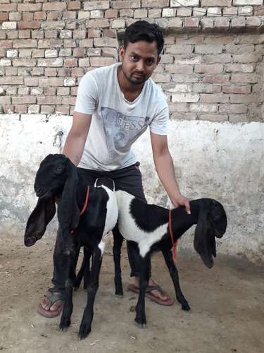 Beetal Goat  — photo 2
