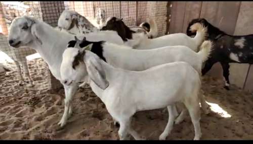 Sojat Goat