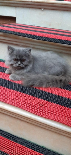 Semi Punch Cat