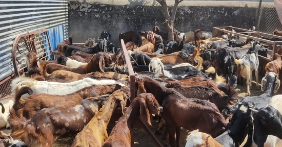 Goats With Good Quility — photo 3