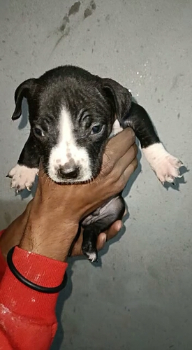 American bully dog male — photo 4