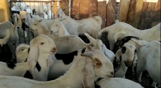 Sojat Goat — photo 6