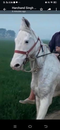 Nukri Horse — photo 5