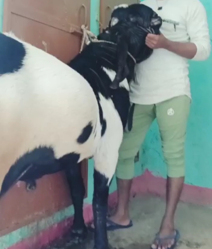 Beetal Goat — photo 2